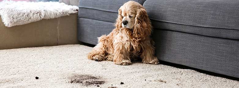 A dog sitting on the floor next to a couch.